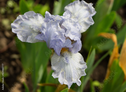 Iris, flower in the garden, ornamental plant for flower beds. Photo in the natural environment.