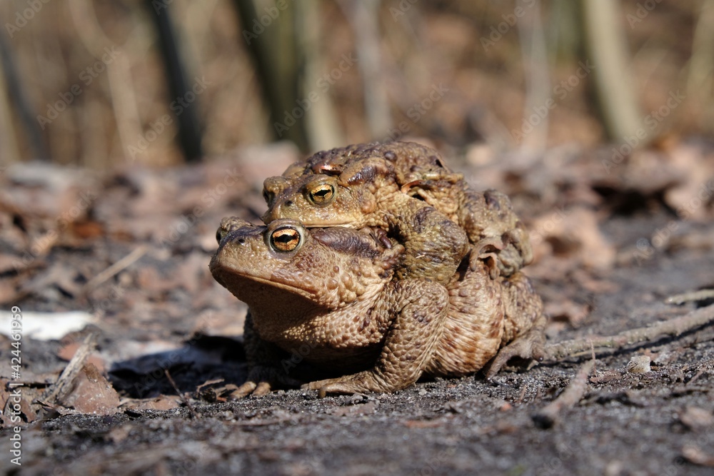 Two gray toads (Bufo bufo) during amplexus during the mating season on a forest road Two gray toads (Bufo bufo) during amplexus during the mating season on a forest road