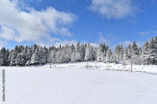Snowy spruce trees under a blue sky, Sainte-Apolline, Québec