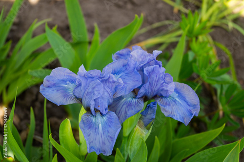 Iris, flower in the garden, ornamental plant for flower beds. Photo in the natural environment.