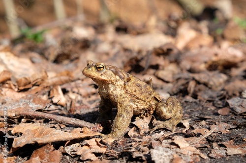Gray toad (Bufo bufo) standing on dry leaves in forest during mating season