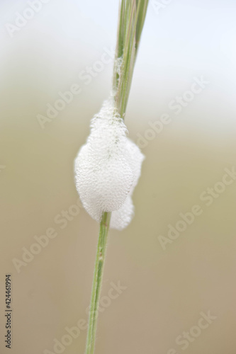 Fotografie Réaction mousseuse sur une tige