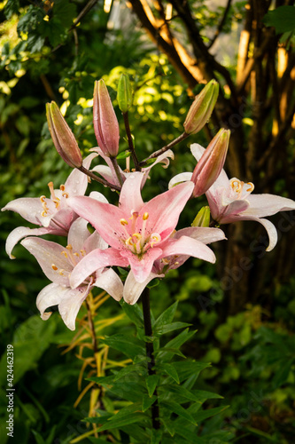 Lily, flower in the garden, ornamental flowerbed. Photo in the natural environment.