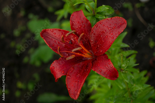 Lily, flower in the garden, ornamental flowerbed. Photo in the natural environment.