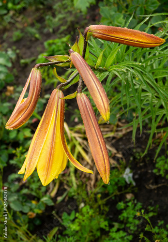 Lily, flower in the garden, ornamental flowerbed. Photo in the natural environment.