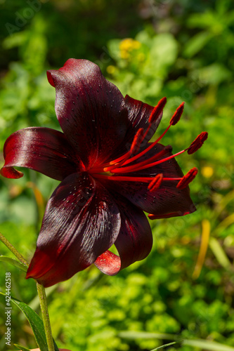 Lily, flower in the garden, ornamental flowerbed. Photo in the natural environment.