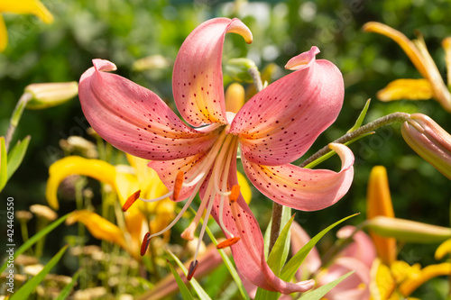 Lily, flower in the garden, ornamental flowerbed. Photo in the natural environment.
