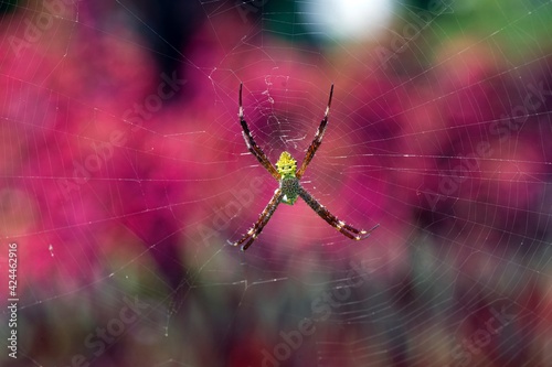 A yellow spider and its messy net, shallow focus with bokeh background