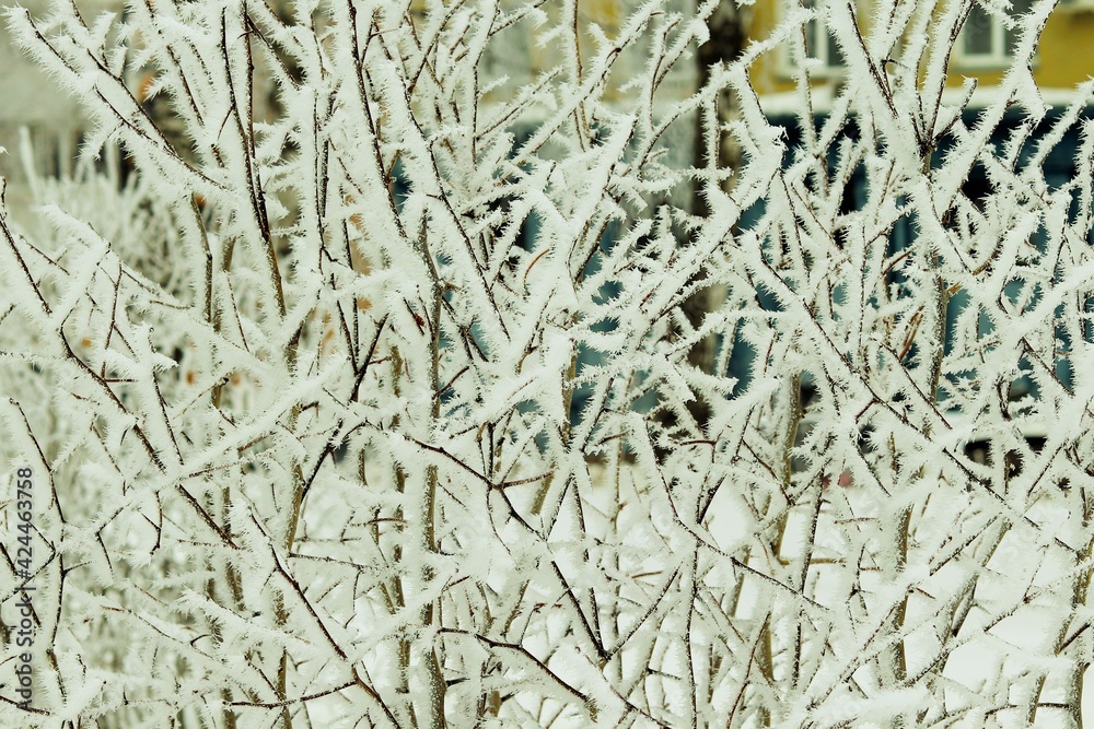 Winter fog, trees covered with frost 
