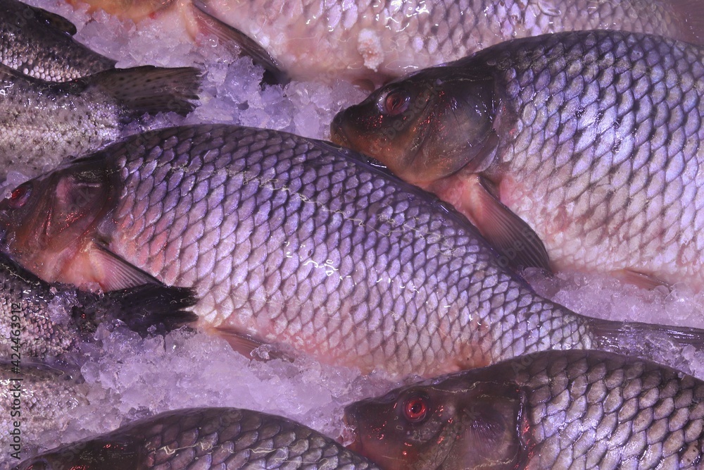 Fresh chilled fish at the grocery market Fresh chilled fish at the grocery market
