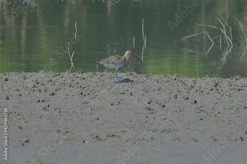 Eurasian Curlew photo