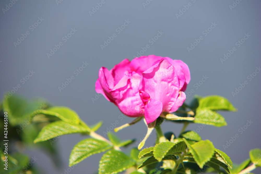 Rosa rugosa - beach rose. Pink rosehip flower on a sunny day. Rosa rugosa - beach rose. Pink rosehip flower on a sunny day.