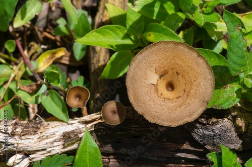 Round brown mushrooms growing from a dead tree trunk lying on the ground