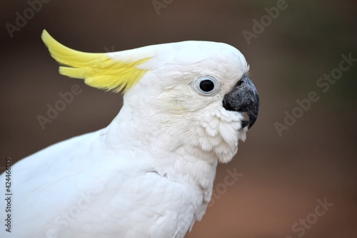 white cockatoo parrot : close up head