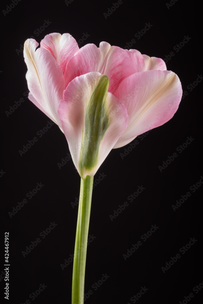 Single pink tulip in backlight on a black background Single pink tulip in backlight on a black background