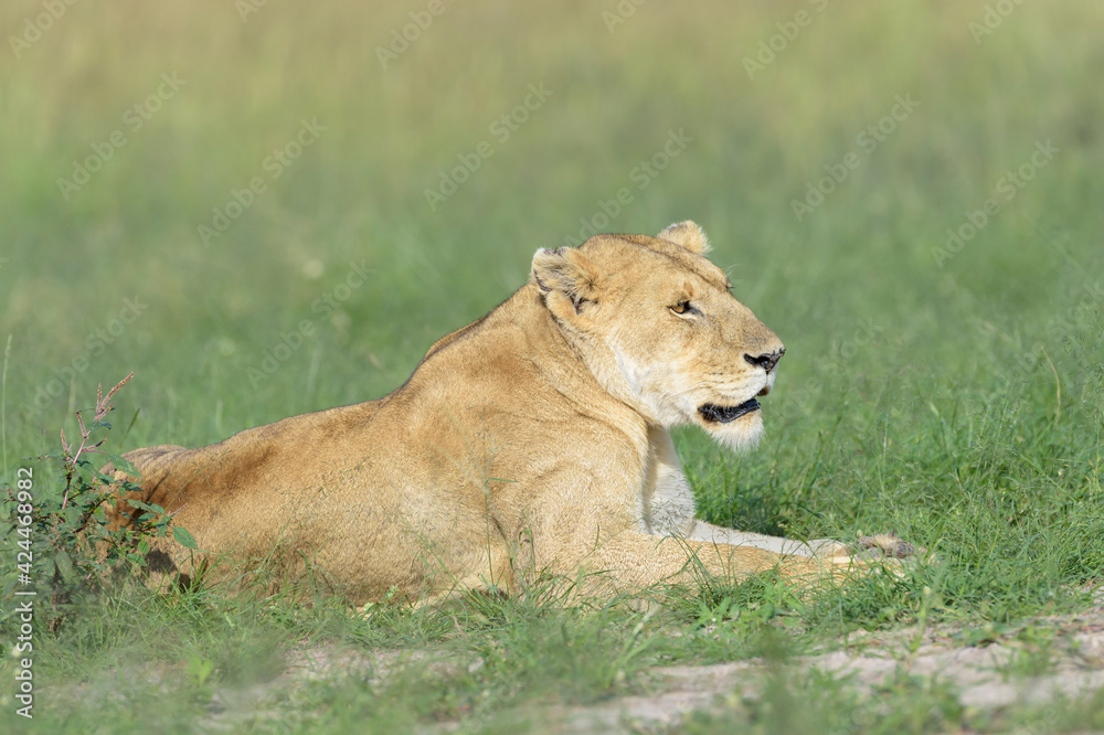 Lioness (Panthera leo) lying down on savanna, Maasai Mara National Reserve, Kenya Lioness (Panthera leo) lying down on savanna, Maasai Mara National Reserve, Kenya