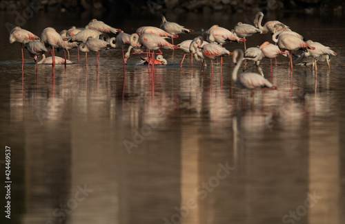 Greater Flamingos reasting with two of then bathing in the morning at Tubli bay, Bahrain photo