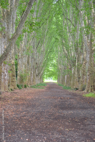An avenue of trees in and green arch