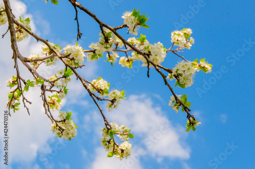 Blooming white flowers on a plum branch