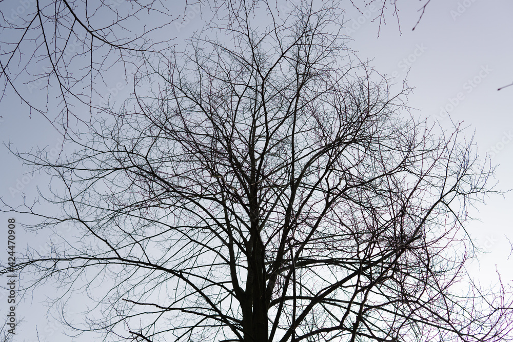 tree branches against sky tree branches against sky
