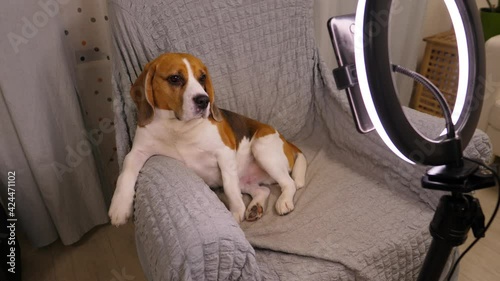 Funny dog sit like boss during video call, lean on soft armchair. Pet sit against smartphone in ring light at stand. Beagle look to phone, then turn head and look aside, then reseat straight