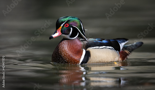 Drake Wood Duck