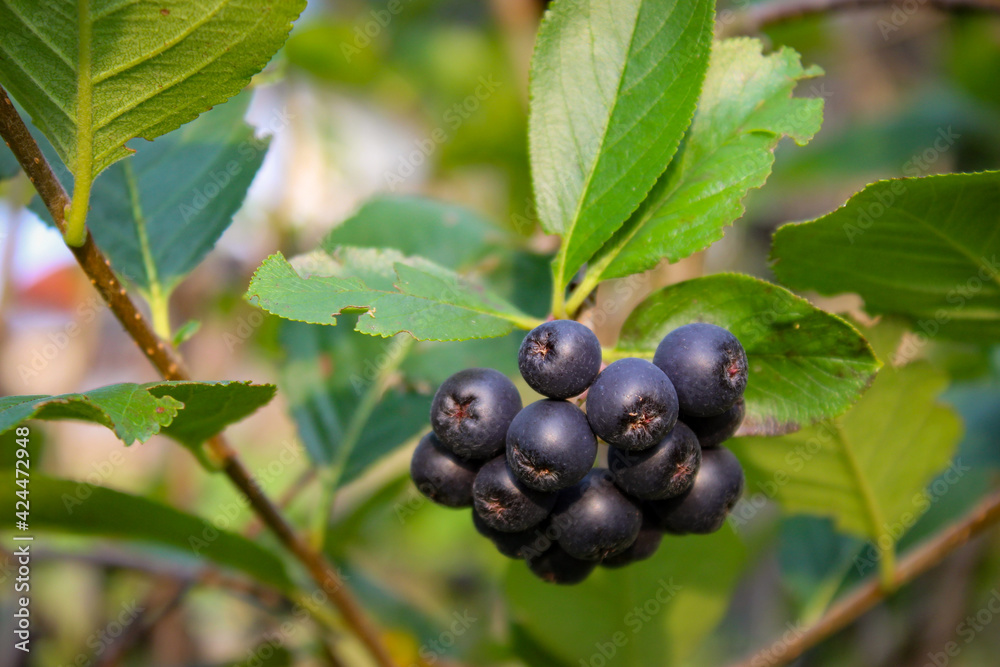 A group of chokeberry berries on a branch. Ripe black aronia berries.