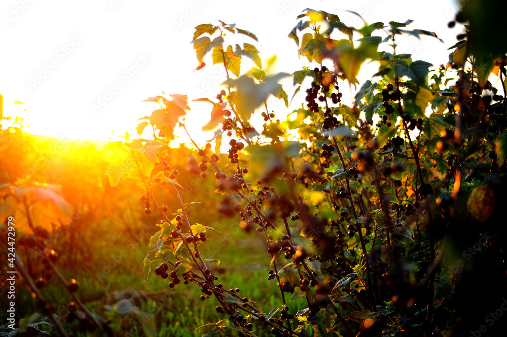 sunset in the forest sunset in the forest
