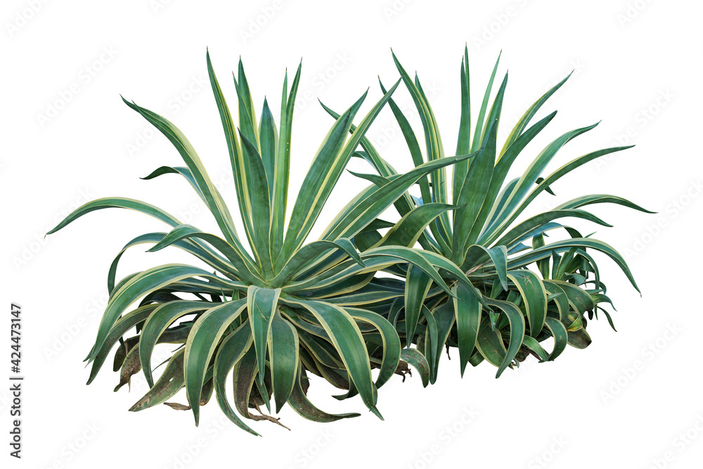 aloe vera plant isolated on white aloe vera plant isolated on white