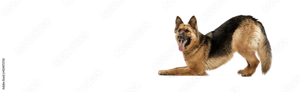 Cute Shepherd dog posing isolated over white background Cute Shepherd dog posing isolated over white background