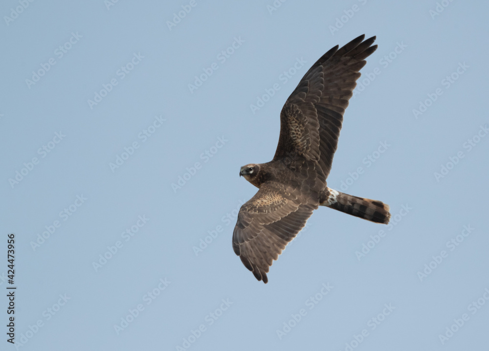 Pallid harrier flying up in the sky at Hamala area, Bahrain Pallid harrier flying up in the sky at Hamala area, Bahrain