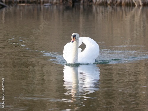 A Mute Swan (cygnus olor) in the Ziegeleipark, Heilbronn, Germany, Europe photo