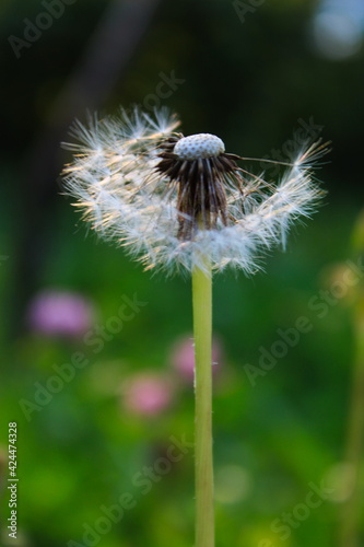 Blown dandelion on the grass of the meadow.