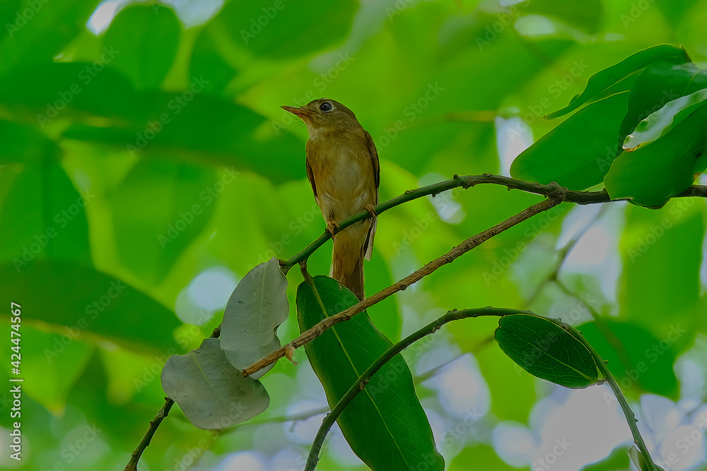 Fototapeta premium Brown-breasted flycatcher