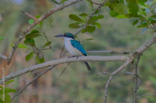 Collared Kingfisher © Kunal