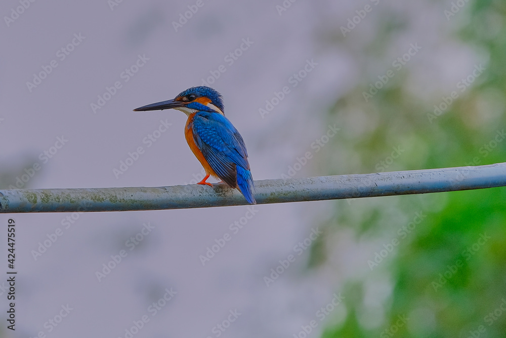 Common Kingfisher Common Kingfisher