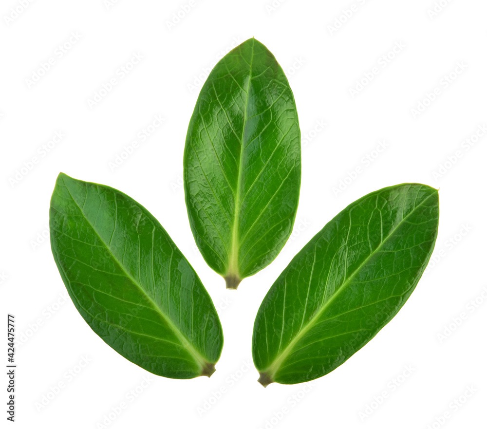 Green leaves of Zamioculcas zamiifolia on white background. Top view.