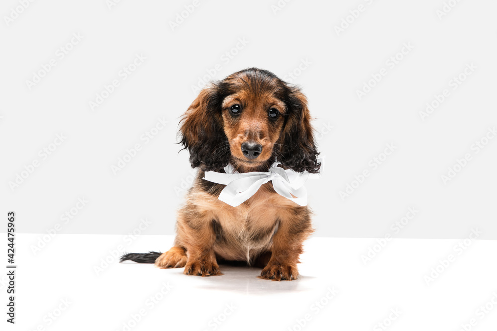 Cute puppy, dachshund dog posing isolated over white background