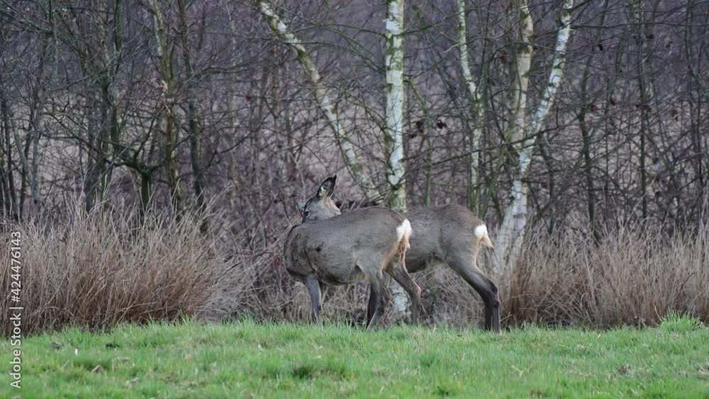 Roe deer female clean the fur from her daughter in front of a moor, spring (capreolus capreolus), germany Roe deer female clean the fur from her daughter in front of a moor, spring (capreolus capreolus), germany