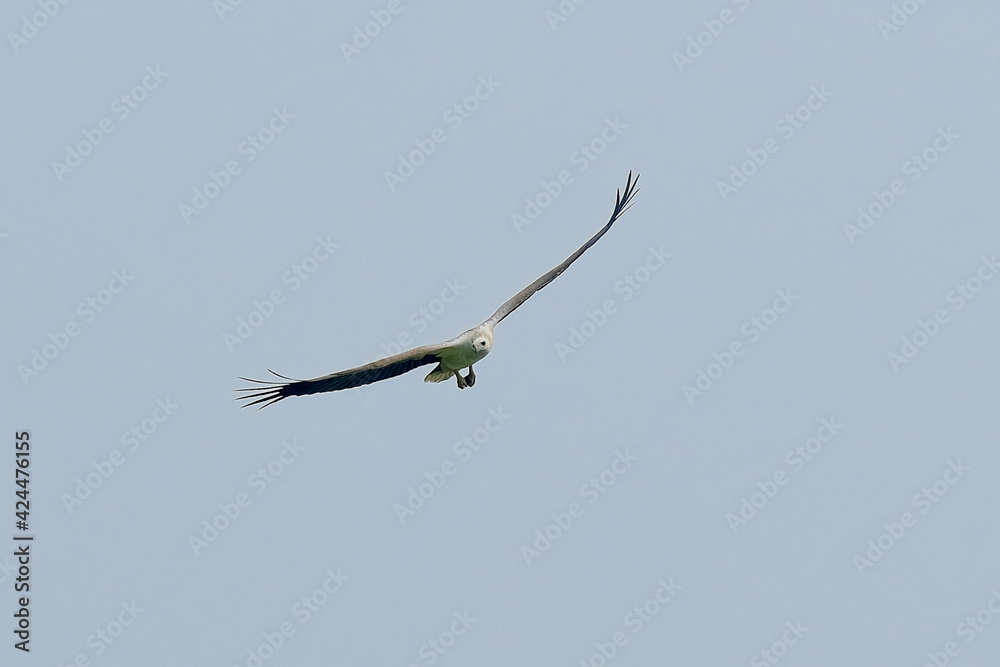 White-bellied Sea-Eagle