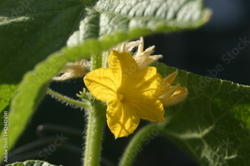 Cucumber Flowers on Plant in Garden