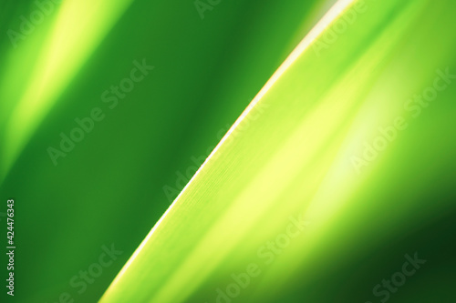Closeup beautiful view of nature green leaf on greenery blurred background with sunlight and copy space. It is use for natural ecology summer background and fresh wallpaper concept.