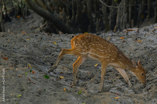 Spotted Deer