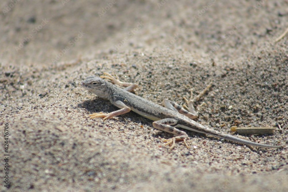 Desert Iguana in a Sand Divet Blending in to Its Environment for Camouflage Desert Iguana in a Sand Divet Blending in to Its Environment for Camouflage