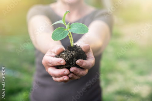 Portrait of an adult woman while showing a small plant with the earth in her hands in the urban vegetable garden