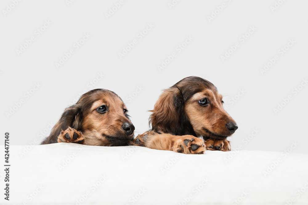 Cute puppies, dachshund dogs posing isolated over white background
