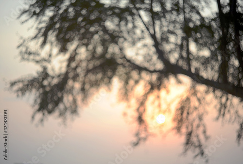 Bokeh and grainy, blurred tree with beautiful sunset 