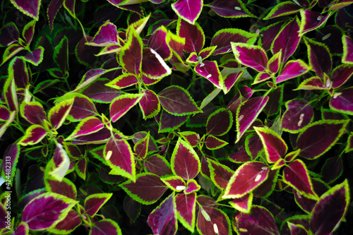 the pattern of the leaf
