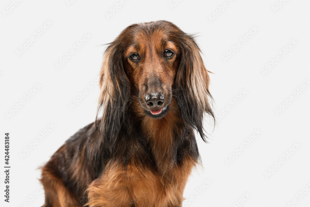 Cute puppy, dachshund dog posing isolated over white background