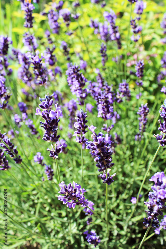 Obraz premium Lavendel